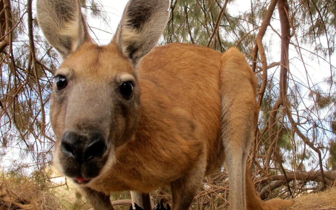 Australie : attention aux kangourous en traversant la route